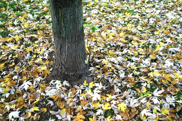 秋天的落叶图片下载