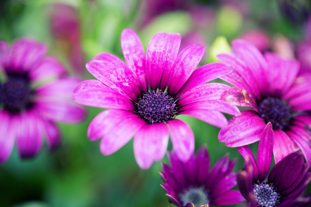 特写的紫色雏菊背景图片下载