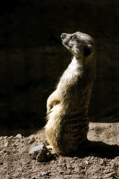 猫鼬站图片下载