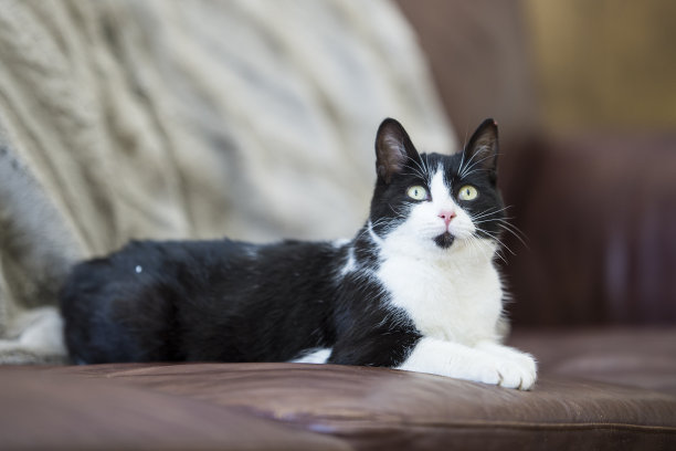 椅子上的猫图片下载