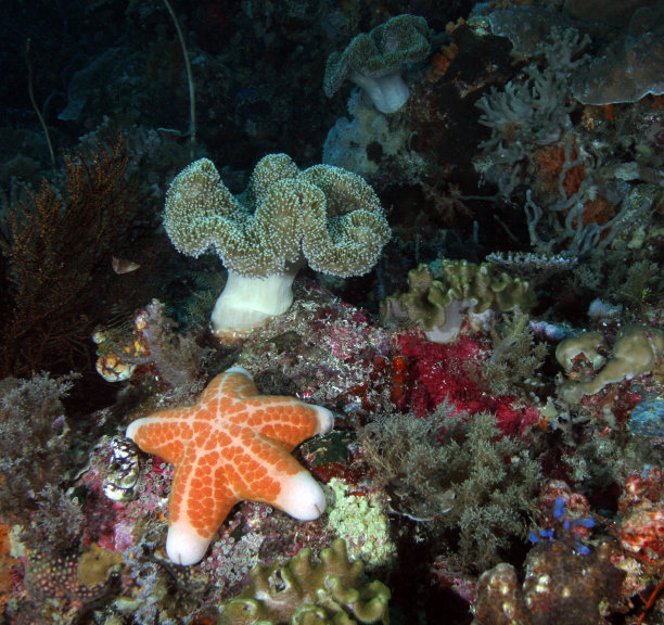 珊瑚礁和海星图片下载