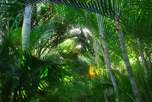 透过一丛马尼拉棕榈树。图片下载