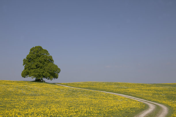 橡树独自图片下载