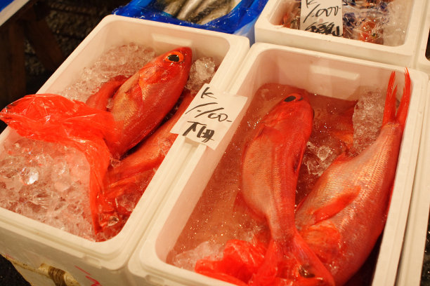 红色的鱼图片下载