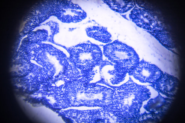 显微镜下睾丸横切面图片下载