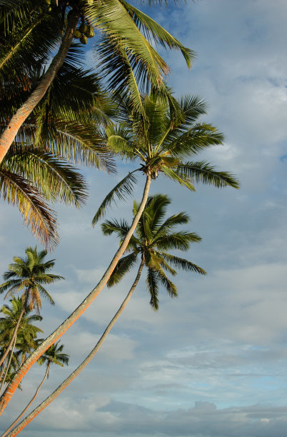 椰子树和蓝天图片下载
