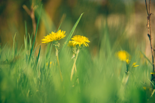 蒲公英素材图片