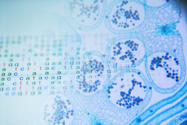 百合花芽显微学研究图片下载