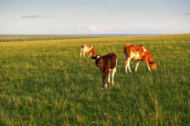 七彩牛站在草原上图片下载