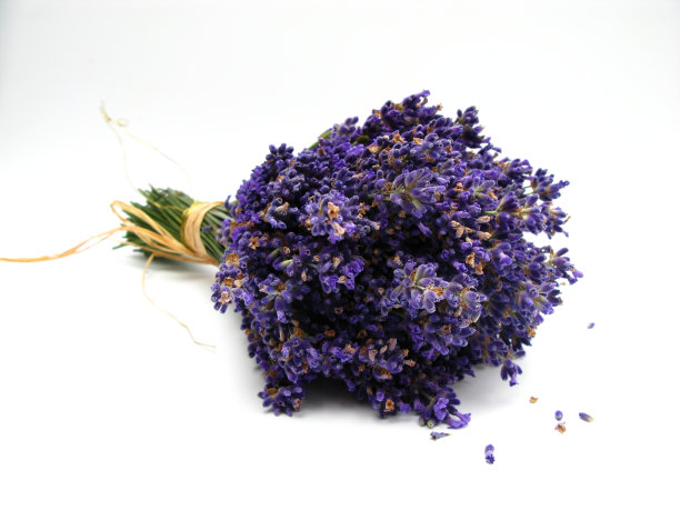 薰衣草图片下载