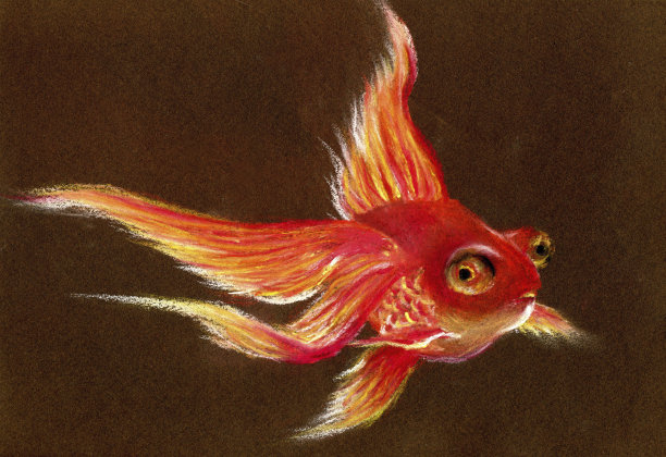 彩色插图金鱼图片下载