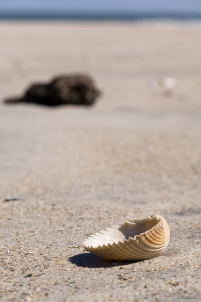 壳牌海滩图片下载