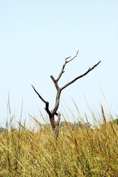 草丛中的枯树图片下载