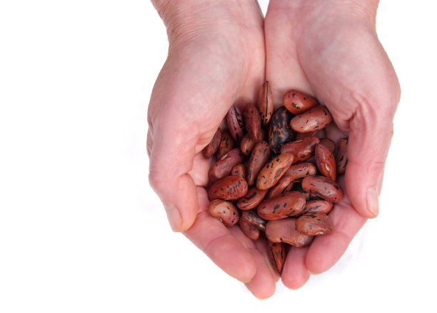 一些豆子图片下载