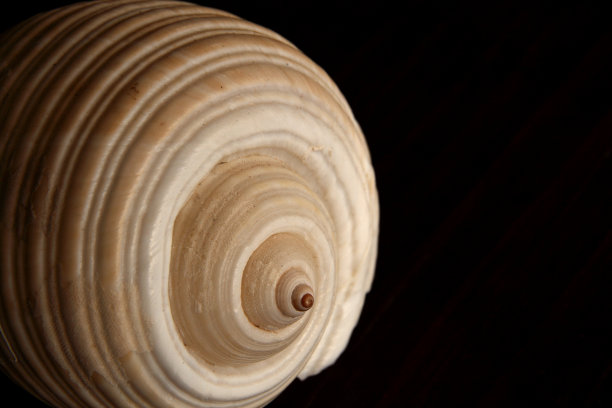 巨型调 - 托纳加莱亚图片下载