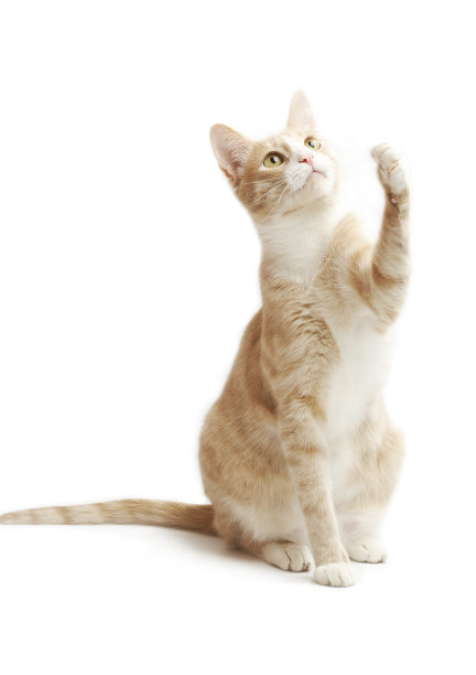 黄色的小猫图片下载