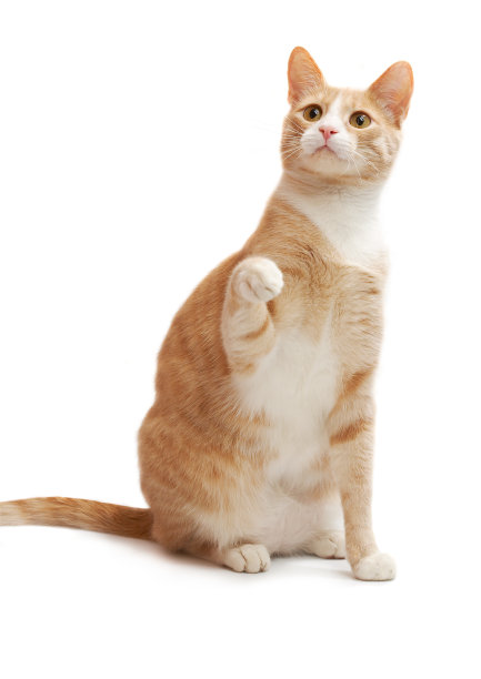 黄色的小猫素材图片