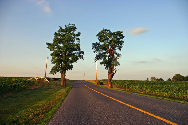 有两棵树的笔直的乡村道路(美国)图片下载
