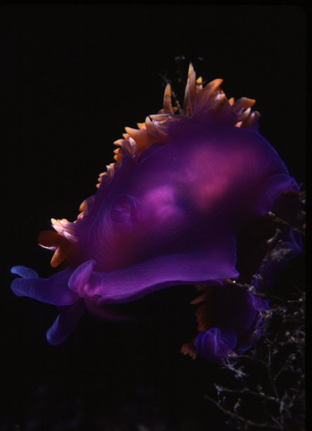 裸鳃亚目动物吃草图片下载