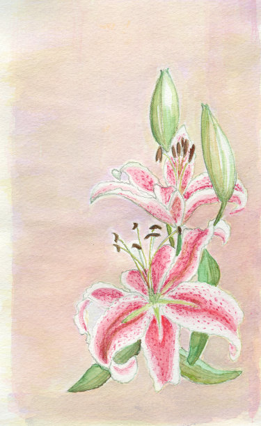 日本莉莉画图片下载