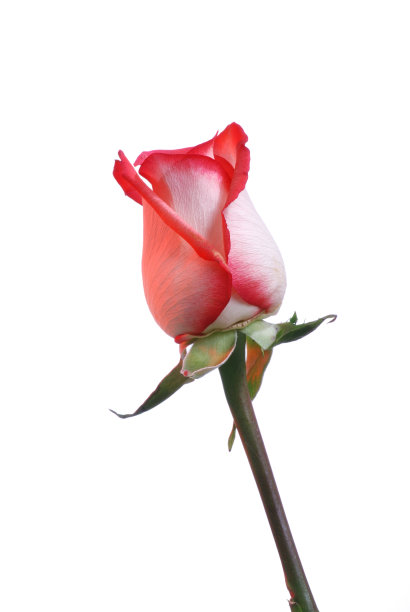 孤立的脸红玫瑰图片下载