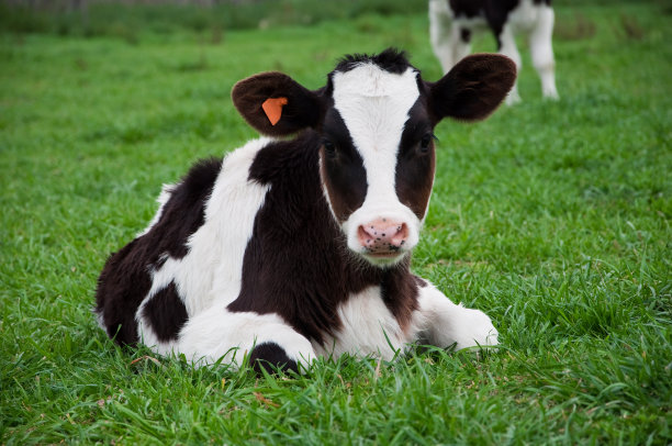 黑白相间的小牛犊坐在草地上图片下载