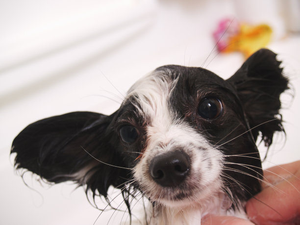 狗狗洗澡图片下载