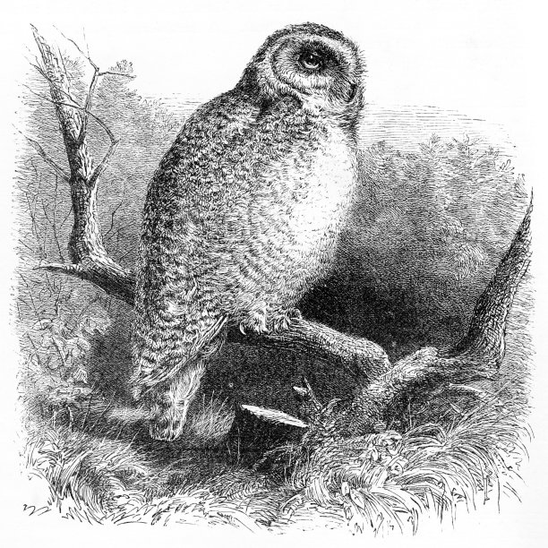 一个年轻的雪鸮的Vintage雕刻图片下载