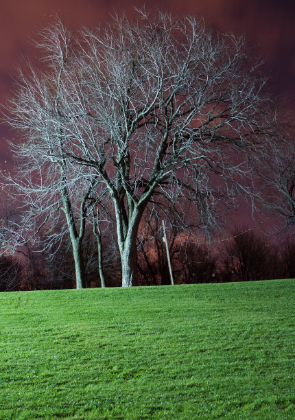 树在晚上图片下载