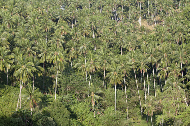 棕榈油种植园图片下载