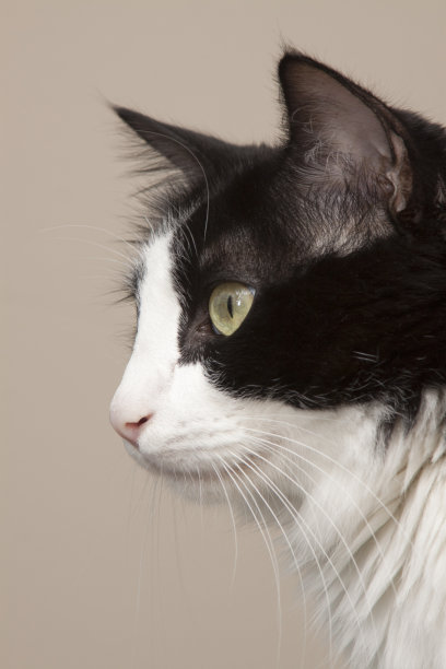 猫的肖像图片下载