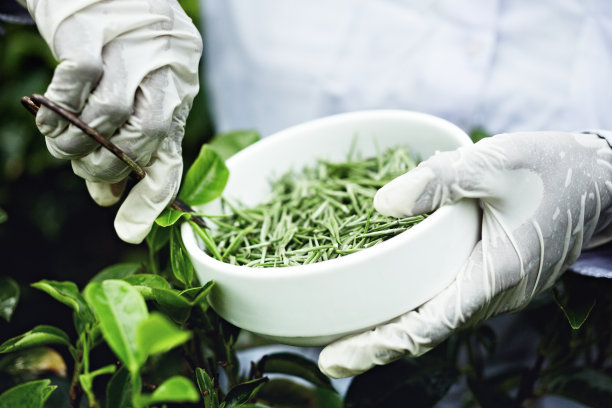 白茶选择器图片下载