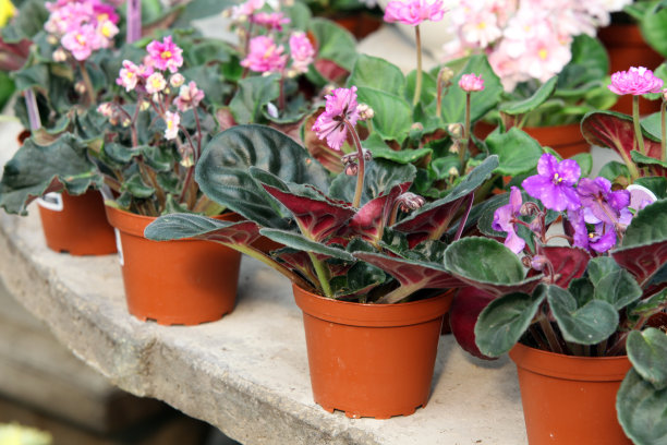 紫罗兰在托儿所图片下载