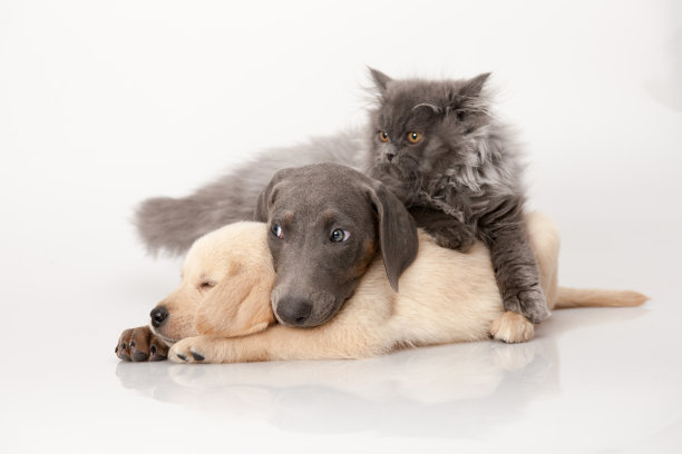 猫和狗图片下载