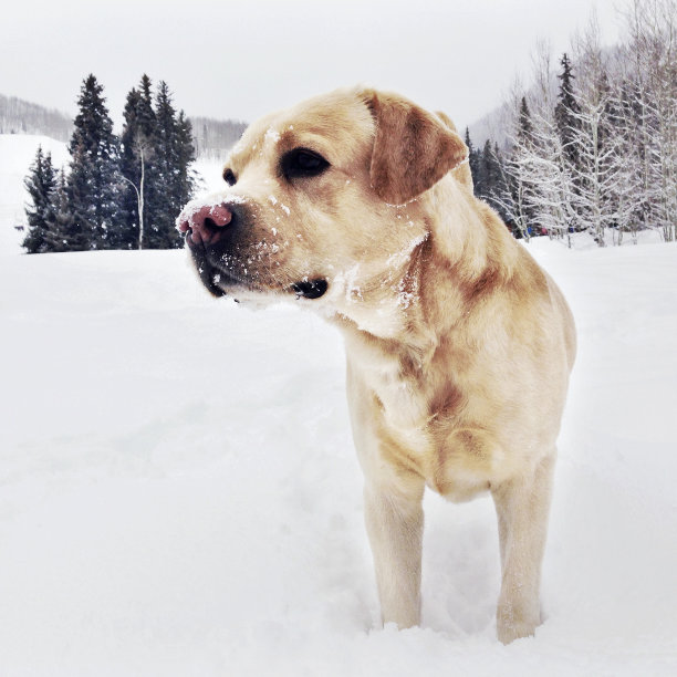 雪地里的拉布拉多猎犬图片下载