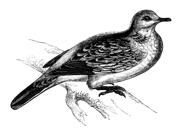 欧洲斑鸠图片下载