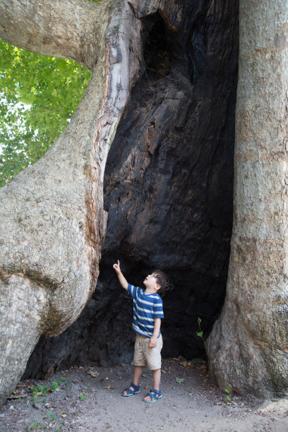 抬头看树图片下载