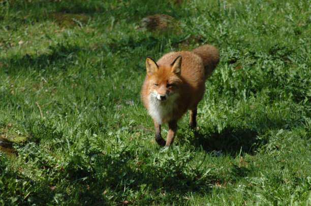 红狐狸;图片下载