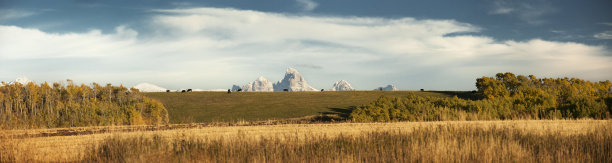 高分辨率全景奶牛放牧图片下载