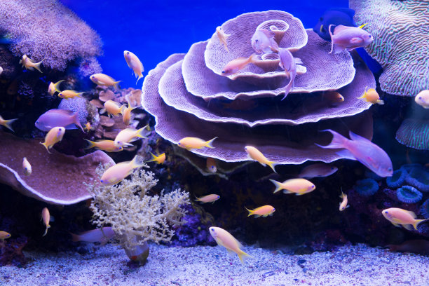 鱼群和美丽的珊瑚。素材图片