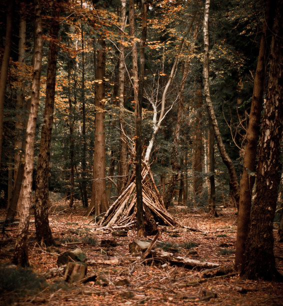 林地营地，露营，伐木图片下载