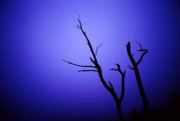 蓝雾中光秃秃的树枝的剪影。图片下载