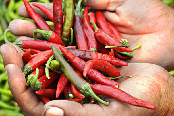 保持新鲜的辣椒图片下载