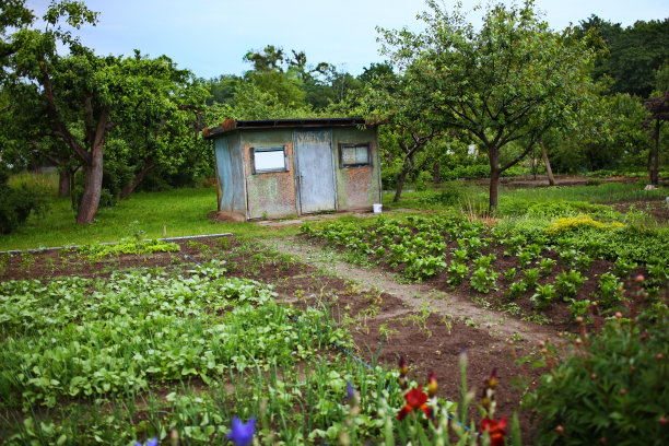分配的花园。图片下载