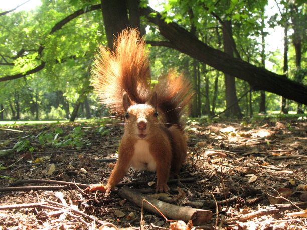 森林里的松鼠图片下载
