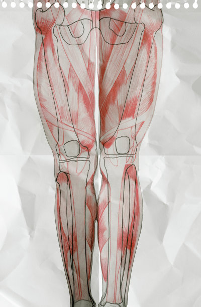 一张纸上的解剖学:人类的腿图片下载