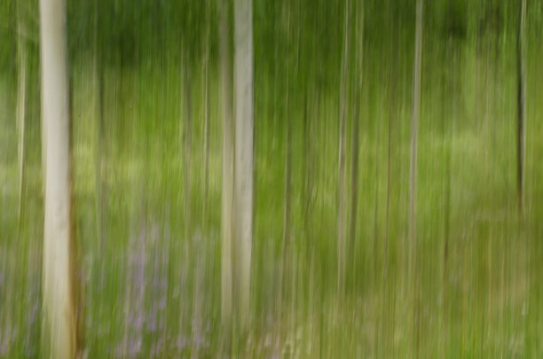 散焦白杨和野花摘要图片下载