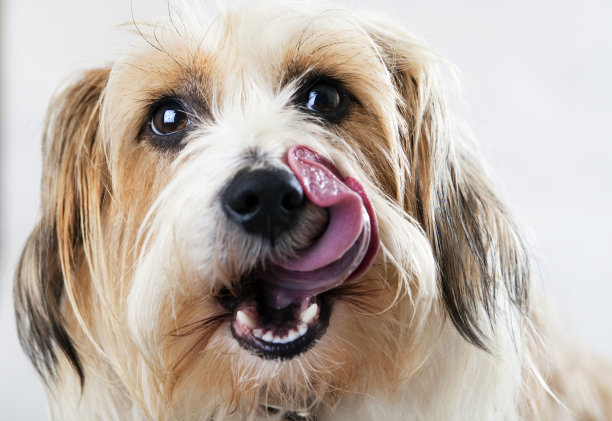 美味的图片下载