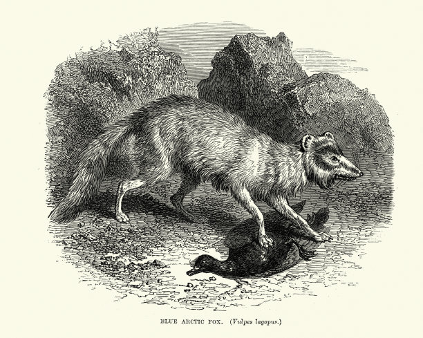 北极狐- lagopus狐图片下载