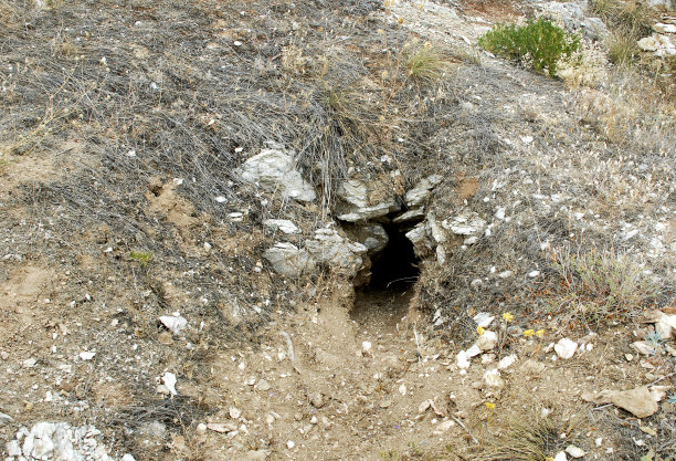 福克斯的方式图片下载